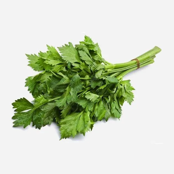 Daun Seladri