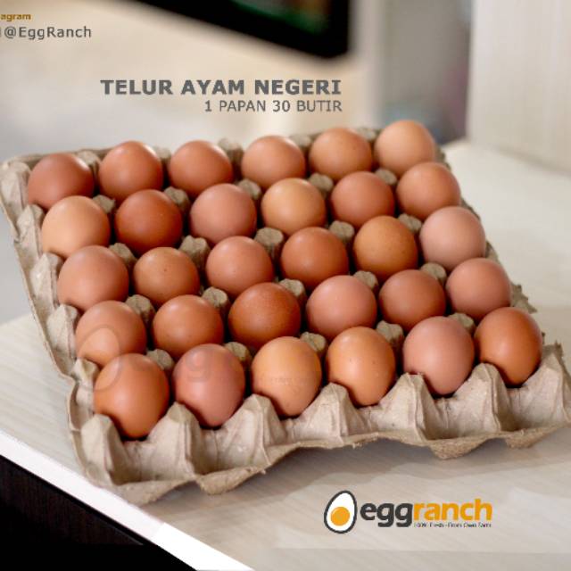 Telur