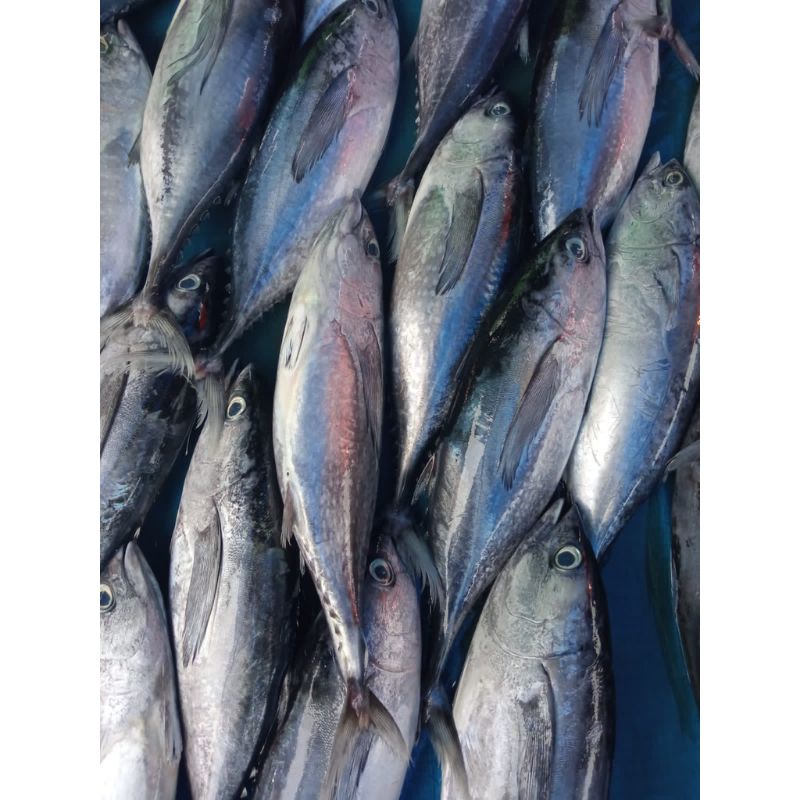 Ikan Tuna Sisik