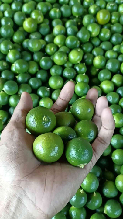Jeruk Kasturi
