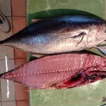 Galeri Ikan Tuna Sisik