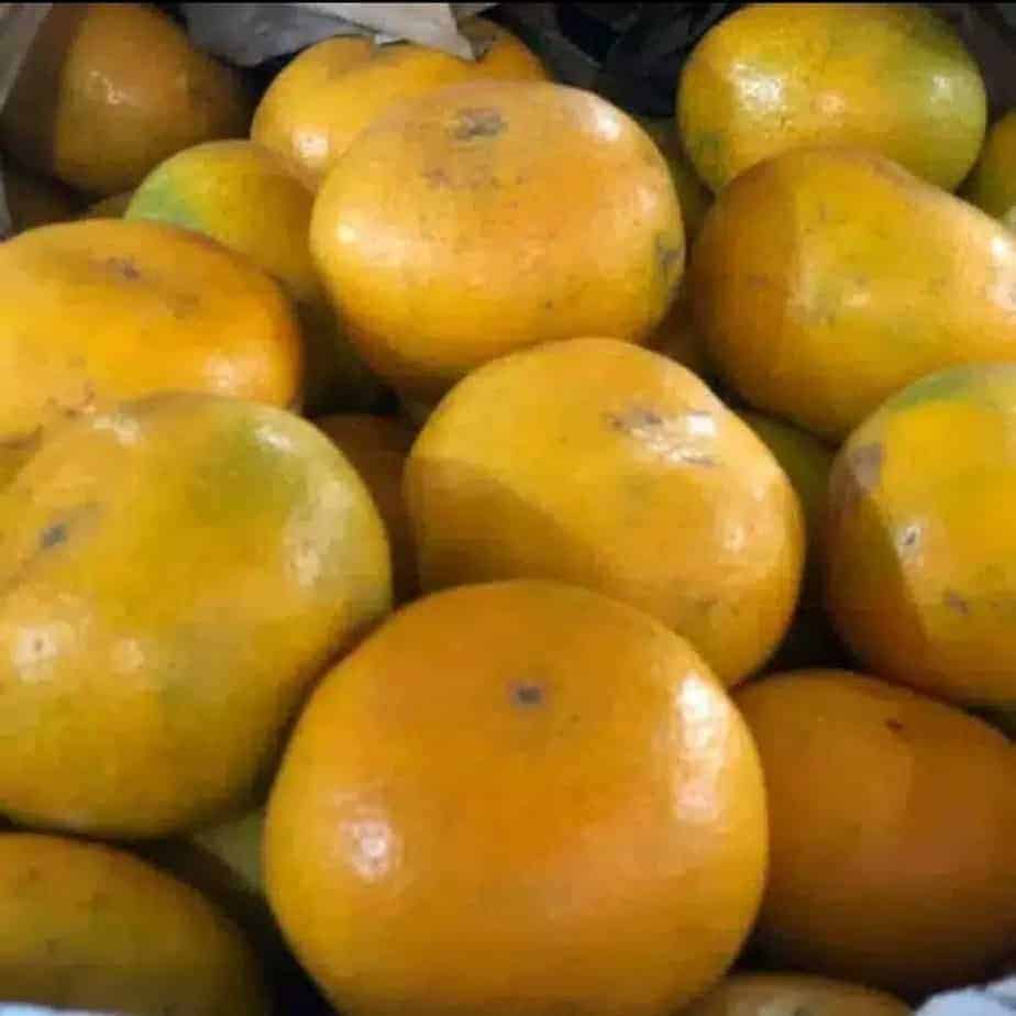 Jeruk Manis